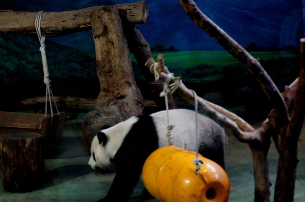 台北市立動物園の画像