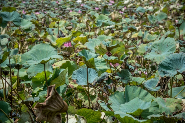 [台北植物園の蓮]園内には多くの蓮の花が植えられており、午前中が花の見ごろ。蓮の花が咲き出す夏の時期に台北を訪れた際は少し早起きして朝一で台北植物園を訪れてみるのもいいかもしれません。