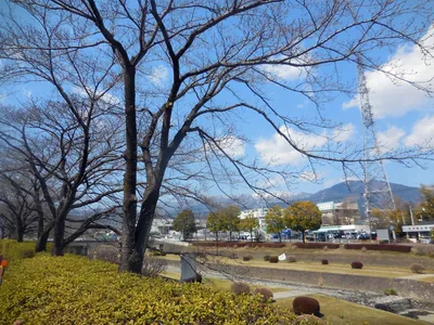 秦野中央運動公園の桜開花状況と駐車場。見頃予想は