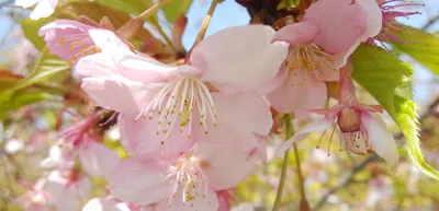 目黒川の桜開花予想と桜まつりの混雑回避・アクセス・見頃
