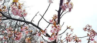三浦海岸-桜の開花状況と桜まつりの混雑・駐車場