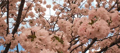 上野公園の桜、開花予想と屋台・格安の周辺駐車場