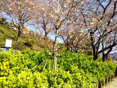 まつだ桜まつりの開花状況と混雑、無料駐車場まとめ