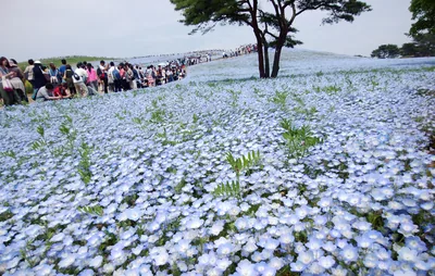 GWに国営ひたち海浜公園でネモフィラ！混雑に反してまさかの空車
