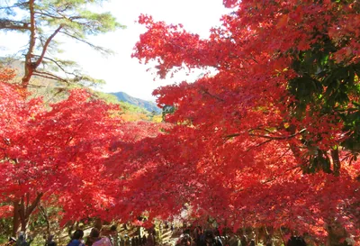 伊勢原・大山で紅葉狩り！穴場から定番までおすすめ紅葉狩りスポット