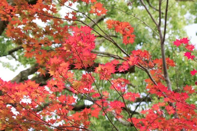 赤く染まった絶景、小田原市内で美しい紅葉を楽しめるスポット