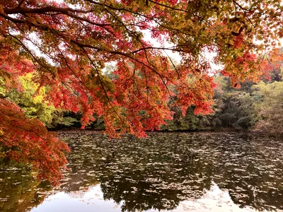 秦野市内で紅葉狩りをするならココ、近場で楽しめる穴場スポット5選