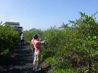 船小屋ブルーベリー農園の写真1