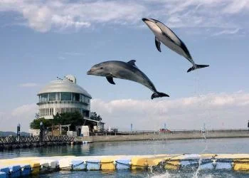 日本ドルフィンセンターの写真1