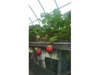 なかま苺農園の写真1