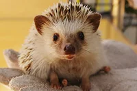 Moff animal cafe(MARKIS 福岡ももち店)
