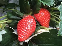 中西農園