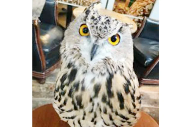 渋谷ふくろう CAFE HOOT HOOTの写真1