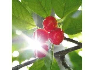 くぼた園
