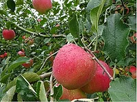 とのうちアップルファーム