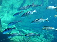 九十九島水族館海きらら