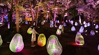 武蔵野樹林パーク・チームラボどんぐりの森の呼応する生命
