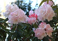 栃木植物園 大柿花山