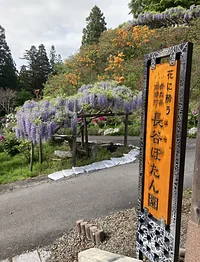 長谷ぼたん園