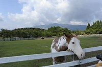 牧歌の里