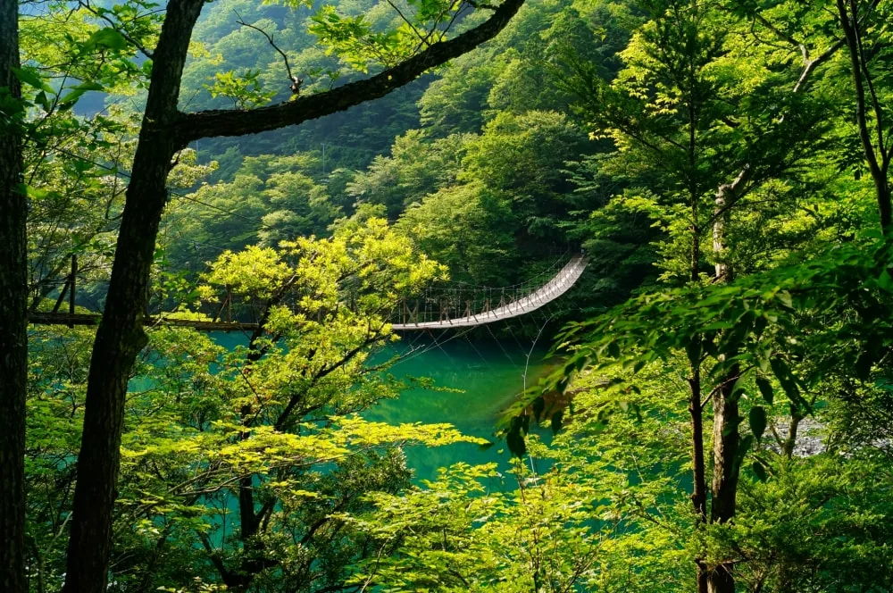夢の吊り橋の写真4