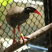 ネオパークオキナワ