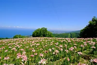 オーンズ春香山ゆり園
