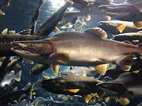 サケのふるさと千歳水族館
