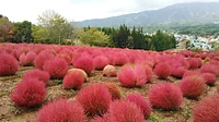 ひるがの高原コキアパーク