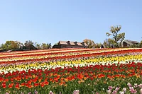 ハーベストの丘