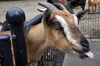 宮崎市フェニックス自然動物園