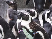 長崎ペンギン水族館