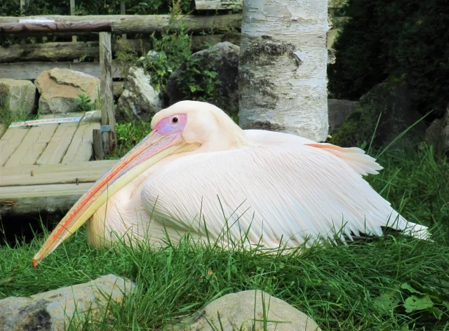 【閉園】ノースサファリサッポロの写真4