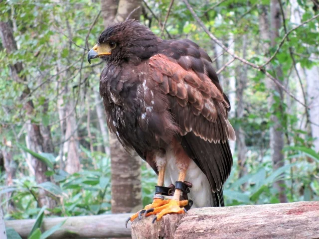 【閉園】ノースサファリサッポロの写真5