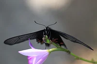 群馬県立ぐんま昆虫の森