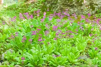 四国山岳植物園 岳人の森