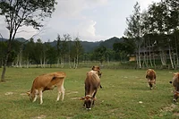 天空の牧場 奥飛騨山之村牧場