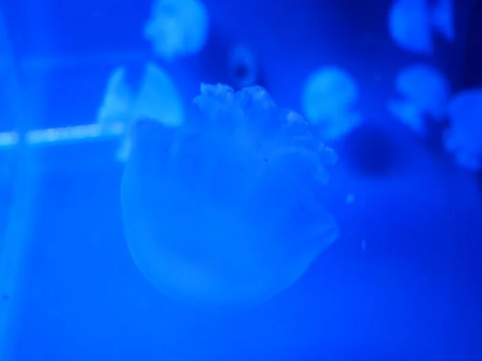 すみだ水族館の写真9