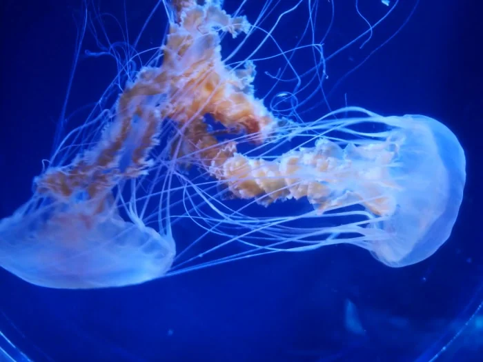 すみだ水族館の写真10