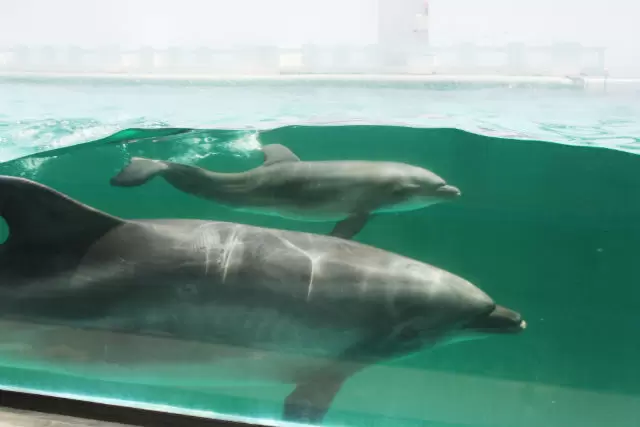 しながわ水族館の写真1