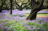 国営昭和記念公園