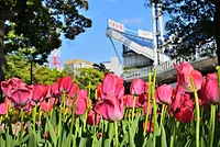 横浜公園