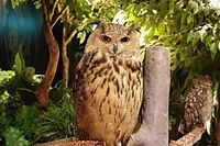 Moff animal world(MARK IS みなとみらい店)