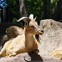川崎市立 夢見ヶ崎動物公園