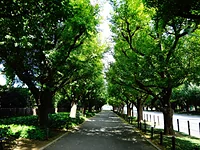 明治神宮外苑
