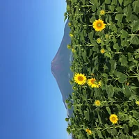 山中湖花の都公園