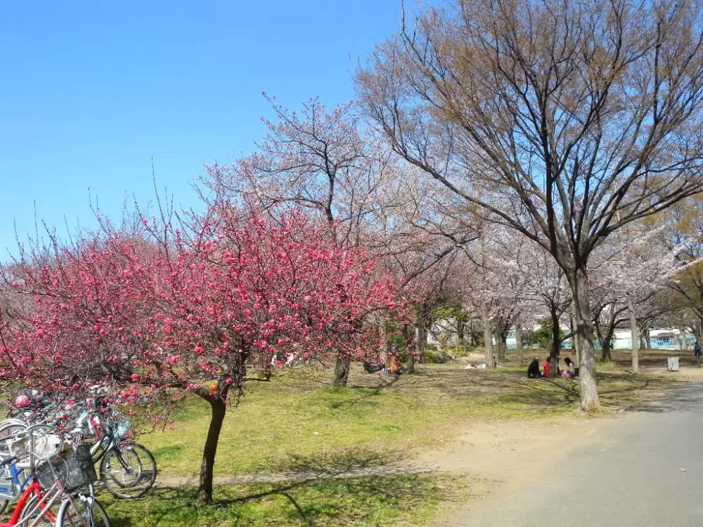 南河原公園