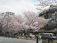 さくら温泉通り