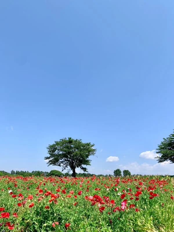 那須フラワーワールドの写真3