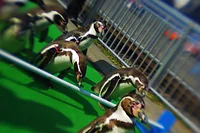 市立室蘭水族館